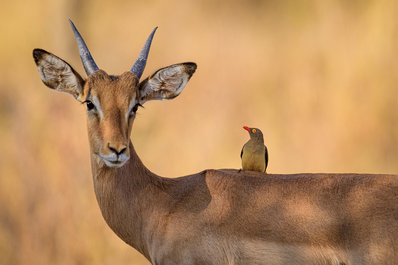 impala, oxpecker, bird-5873636.jpg